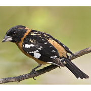 Male Male