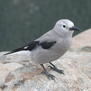 Adult Adult