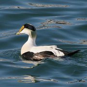 Male Male