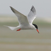 Adult breeding. Note: red bill with black tip and dark upper primaries. Adult breeding. Note: red bill with black tip and dark upper primaries.