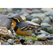 Male. Note: bold orange supercilium, dark breast-band, and bold patterned wings. Male. Note: bold orange supercilium, dark breast-band, and bold patterned wings.