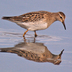 Note slightly droopy bill and sharp border between streaked brown breast and white belly.